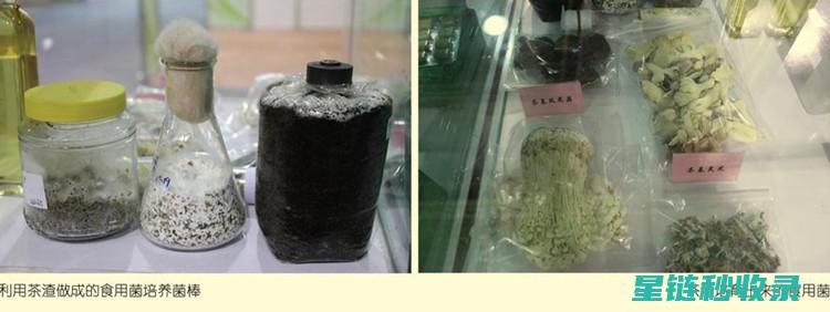 茶叶渣在农业中的创新应用：肥料与饲料的双重价值 (茶叶渣在农业中的作用)