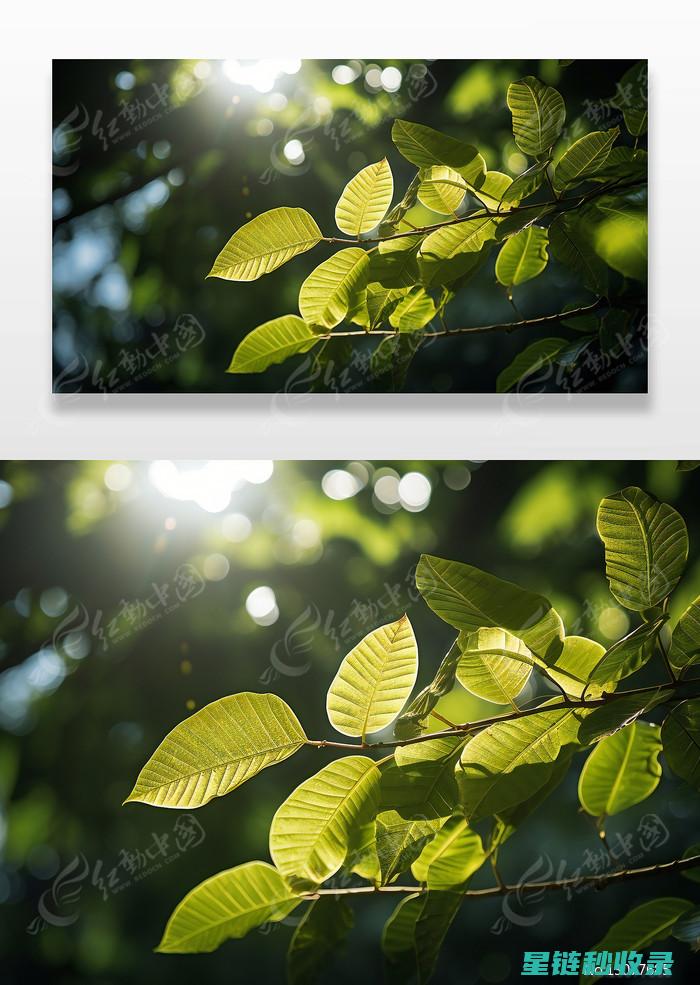 植物叶片光亮背后的奥秘：从表面蜡质层到反射效应 (植物叶片光亮剂配方)