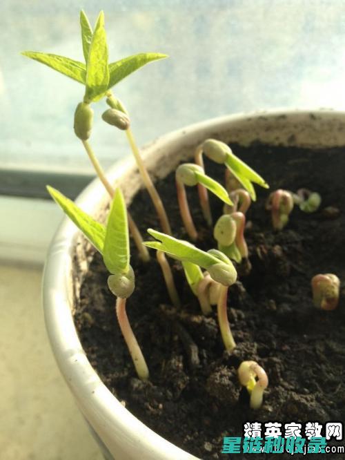 绿豆发芽小技巧：让绿豆快速生根发芽的秘诀 (绿豆发芽小技巧)