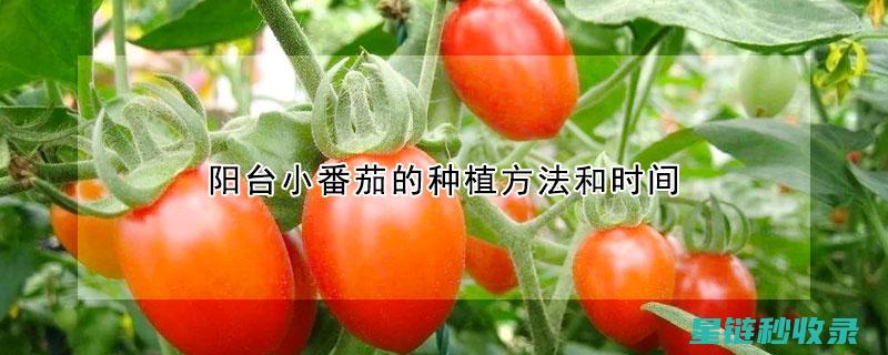阳台种植指南：为家居增添一抹自然绿意 (阳台种植指南最新)