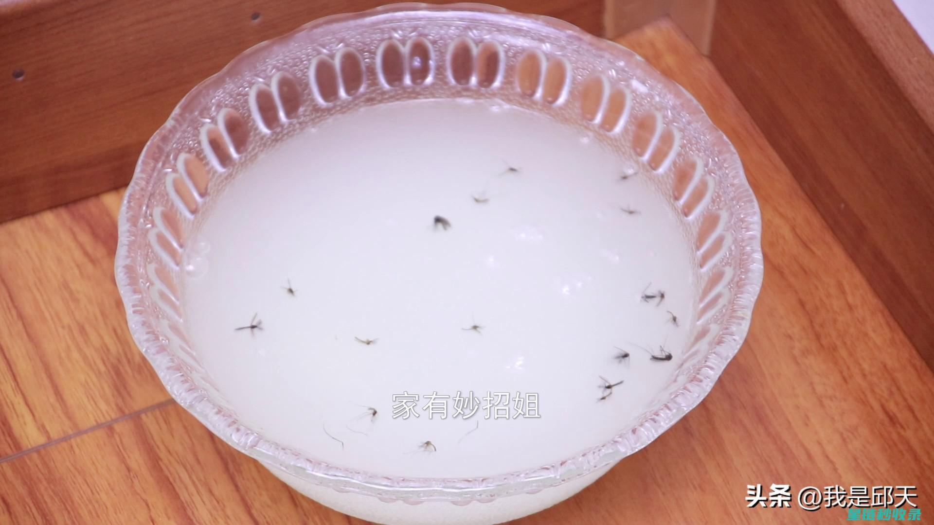 探索自制驱蚊液：打造无化学残留的防蚊环境 (探索自制驱蚊液的方法)