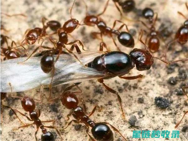 家庭蚂蚁防治指南：实用技巧与注意事项 (家庭蚂蚁防治用药)