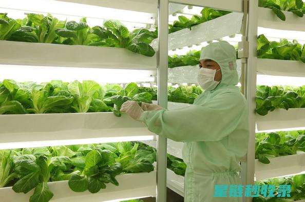 探索蔬菜保鲜新途径：延长其最佳食用期的实用技巧 (探索蔬菜保鲜的方法)