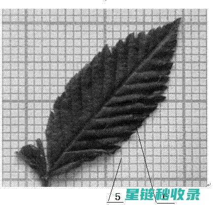 探索植物叶片光亮的秘密：自然界的奇迹与科学背后的奥秘 (探索植物叶片的方法)