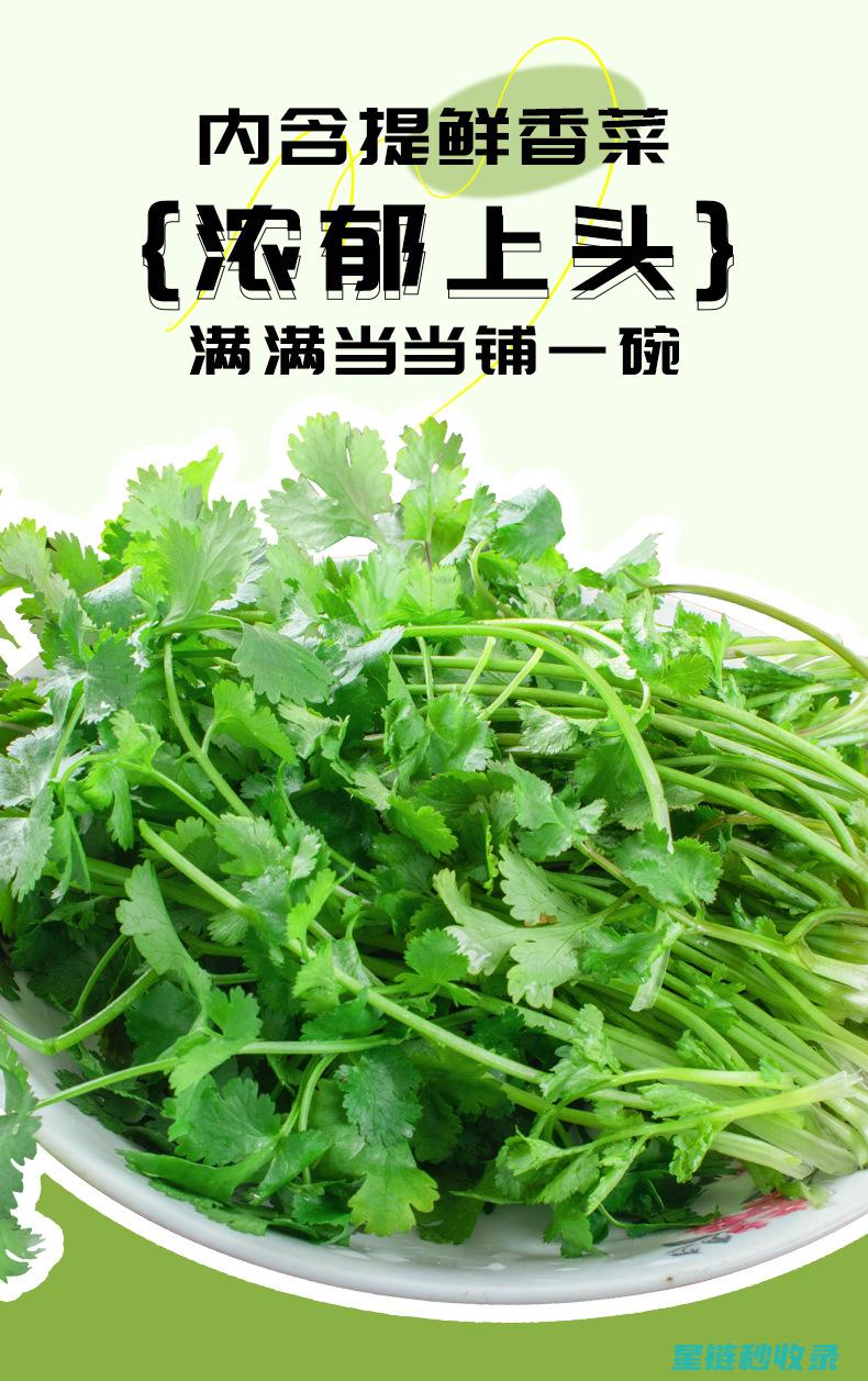 神奇的香菜保存术：揭秘如何让香菜保鲜数天 (神奇的香菜保存方法)