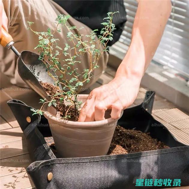 盆栽换土全攻略：步骤详解与注意事项 (盆栽换土有什么讲究)