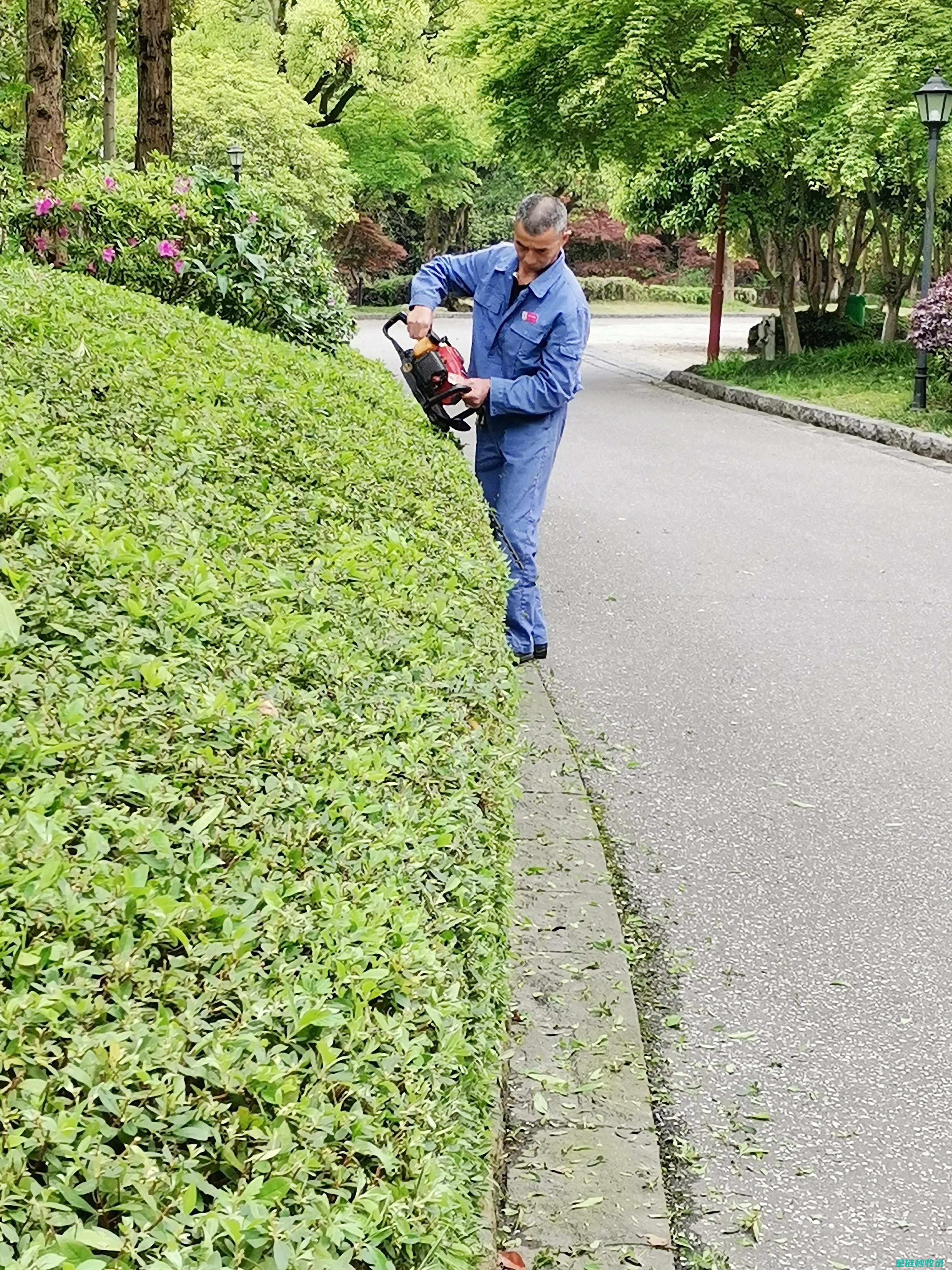春季植物修剪指南：打造健康美丽花园的关键步骤 (春季植物修剪什么时候最好)
