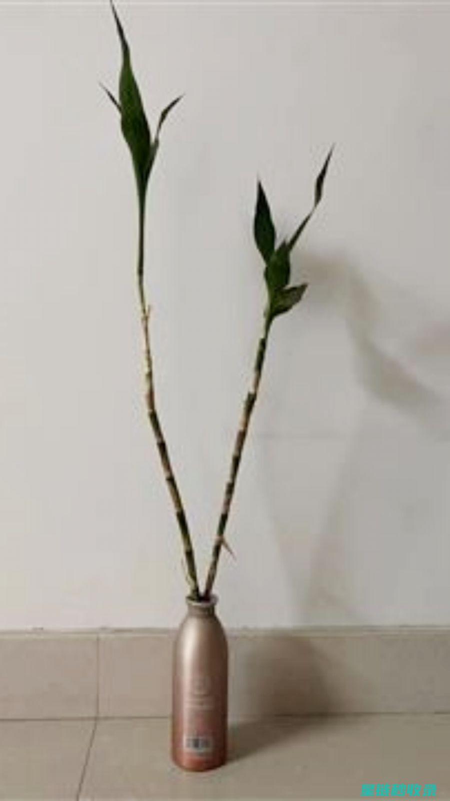 花瓶清洁与保养，打造优雅家居环境 (花瓶清洁与保养方法)