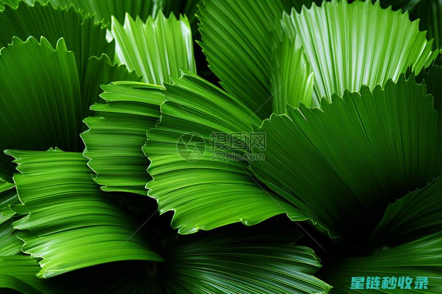叶片光亮植物的养护之道：光照、水分与养分的综合管理 (叶片光亮植物图片)