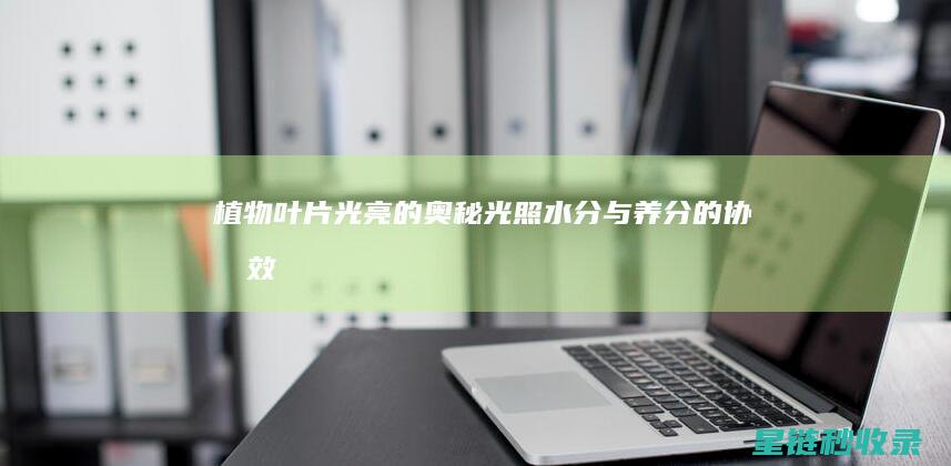 植物叶片光亮的奥秘：光照、水分与养分的协同效应 (植物叶片光亮剂配方)