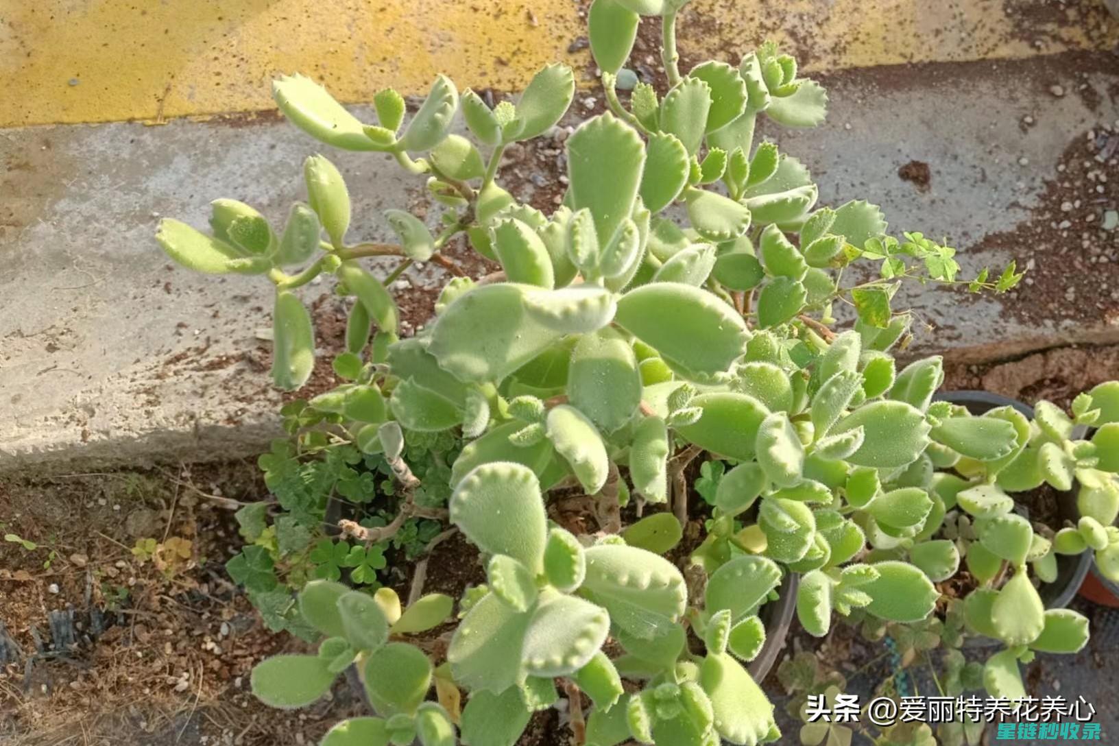 多肉植物养护：新手必备的养护知识 (多肉植物养护方法)