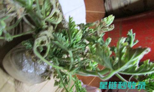 驱蚊植物的种植注意事项及养护要点 (驱蚊植物的种植方法)
