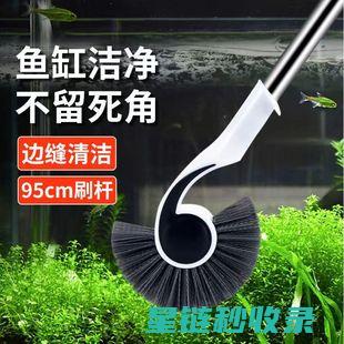 鱼缸清洁全攻略：从工具准备到深度清洁 (鱼缸的清洁)