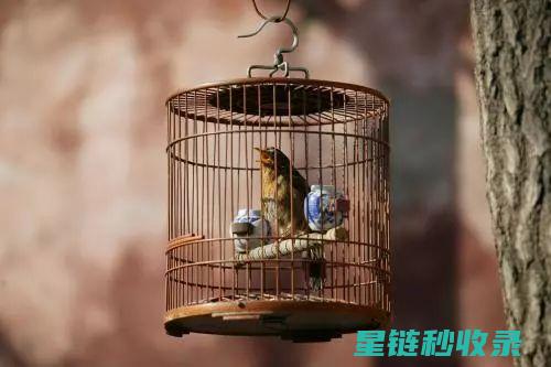 鸟笼清洁：不同季节的特殊清洁建议 (鸟笼子清洁好方法)